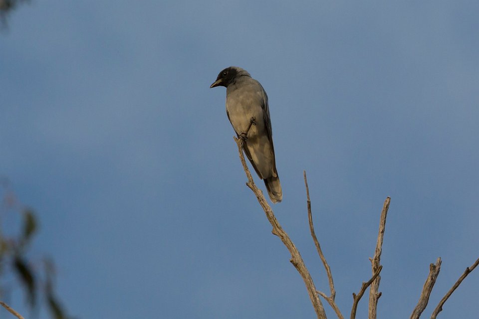 grey bird